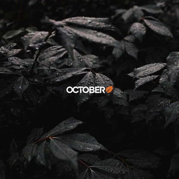 Étude de cas : le parcours de Publipresse avec October CMS